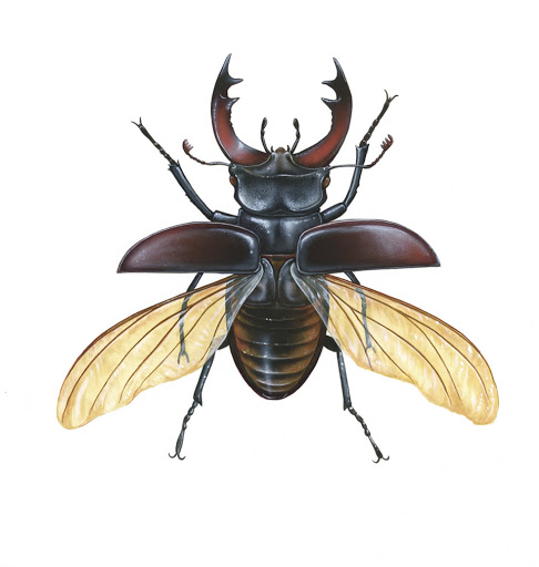 Stag beetle's user avatar