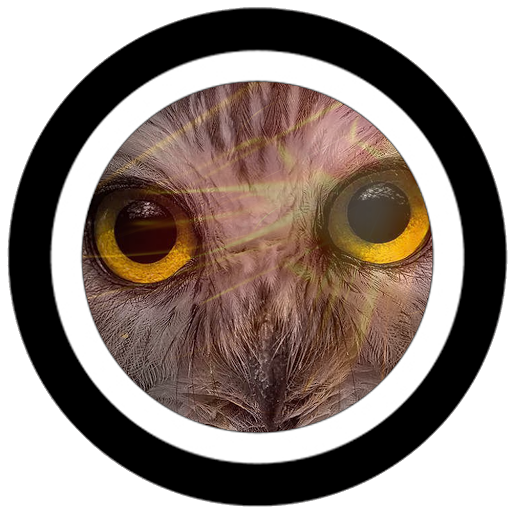 Owlet's user avatar