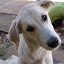 José Pérez Bautista's user avatar