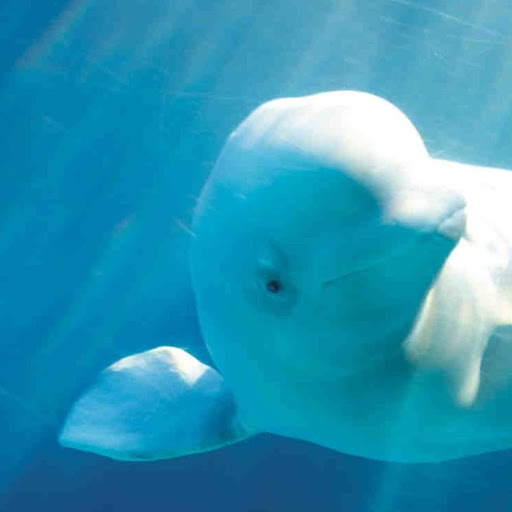 Beluga Whale's user avatar