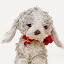 Suici Doga's user avatar