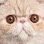 MmmChezBurgerz's user avatar