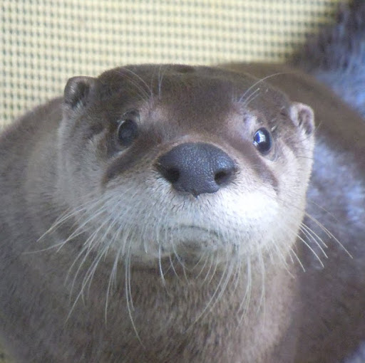 Quincy Otter's user avatar