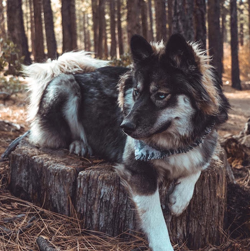 Fluffy Skye's user avatar