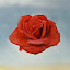 k M's user avatar