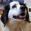 Snoopy Games's user avatar