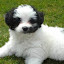 Molly-Blue's user avatar
