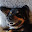 SealBoi's user avatar