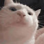 terorie's user avatar