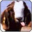 Turkeyphant's user avatar