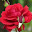 Muthukani K's user avatar
