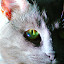 Willy Goat's user avatar