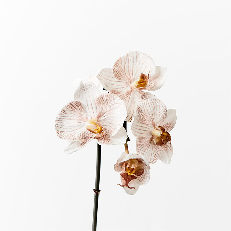 Orchid Phalaenopsis Infused Lavendar