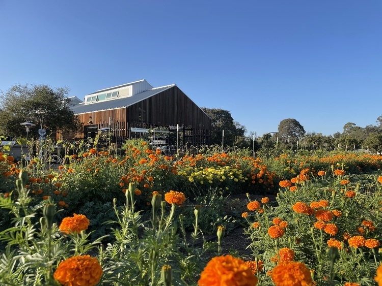 Volunteering at the Stanford Educational Farm