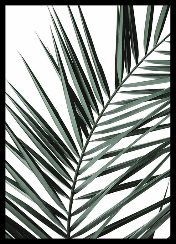 Quadro Folha De Palmeira decorativos
