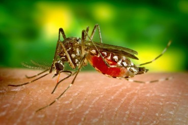 ¡DEBES SABERLO! Virus Zika podría complicar otras enfermedades, aumentando el nivel de riesgo