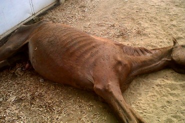 ¡ESTO PASA EN LA PATRIA! De hambre murieron 56 caballos en el Hipódromo de Santa Rita
