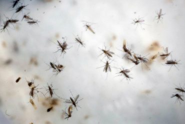 ¡LO QUE FALTABA! Se disparan epidemias de malaria, zika, dengue y chikungunya, según expertos