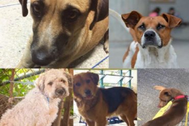 ¡LAMENTABLE! Botaron a los perros de la fundación Salvando Patitas y ahora no aparecen