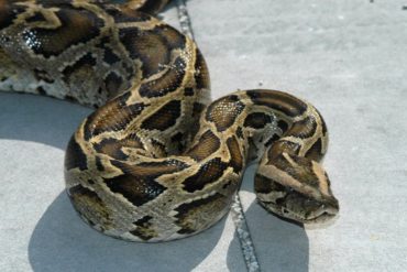 ¡ATENTOS! Declaran a Trujillo zona endémica para picaduras de serpientes (advierten sobre aumento de estos casos durante 2021)