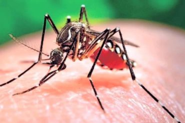 ¡ALARMANTE! Confirman al menos 10 casos de fiebre amarilla en Monagas y Anzoátegui