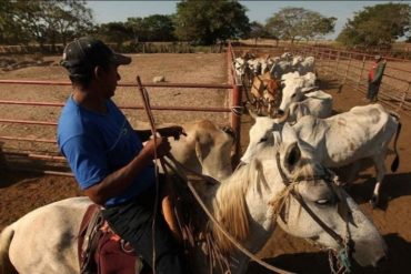 ¡GRAVE! Ganaderos del Zulia se declaran en emergencia ante imposibilidad de abastecerse de gasolina para trasladar sus mercancías