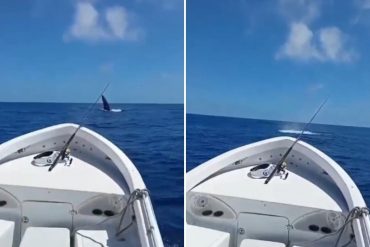 ¡VEA! «Qué espectáculo»: Pescador venezolano captó el momento en el que una ballena visitaba las costas de Vargas (+Video)