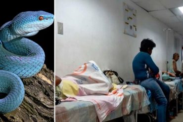 ¡ALARMANTE! Reportan al menos 3 casos graves por mordeduras de serpientes en Trujillo (+Detalles)