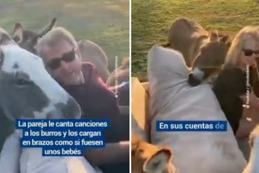 Una pareja de Tik Tokers causa sensación por rescatar a burros de la explotación y darles cariño en una granja (+Video)