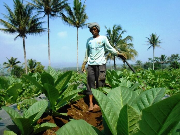 RAWAT. Salah satu petani di Kecamatan Kedu sedang merawat tanaman tembakaunya. (Foto:setyo wuwuh/temanggung ekspres)