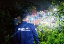 ASSESMENT. Petugas BPBD Temanggung sedang melakukan assesment dan membersihkan pohon yang tumbang. (Foto:doks BPBD Temanggung)