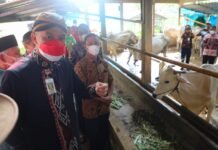 Gubernur Jateng Ganjar Pranowo saat meninjau hasil bantuan paket ternak sapi di Kelompok Tani-Ternak Guyub Rukun, Desa Sumanding, Kecamatan Kembang, Kabupaten Jepara, Kamis (12/5/2022).