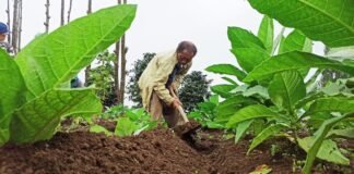 RAWAT. Salah satu petani tembakau di Desa Tlahab Kecamatan Kledung sedang merawat tanaman tembakau di kebunnya, kemarin. (foto:setyo wuwuh/temanggung ekspres)
