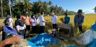 PANEN PADI. Kepala DPPKP Kabupaten Purworejo meninjau para petani yang sedang melakukan panen padi di Desa Tanjung Kecamatan Ngombol, kemarin. (foto: eko sutopo/purworejo ekspres)