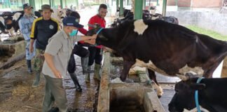 Antisipasi PMK, Kementan Turunkan Mahasiswa Polbangtan Tuk Percepat Vaksinasi di Jawa Tengah