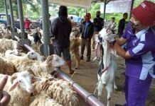 CEK. Petugas kesehatan hewan DKPP Temanggung melakukan pengecekan kesehatan hewan di pasar hewan, kemarin. (foto:setyo wuwuh/temanggung ekspres)