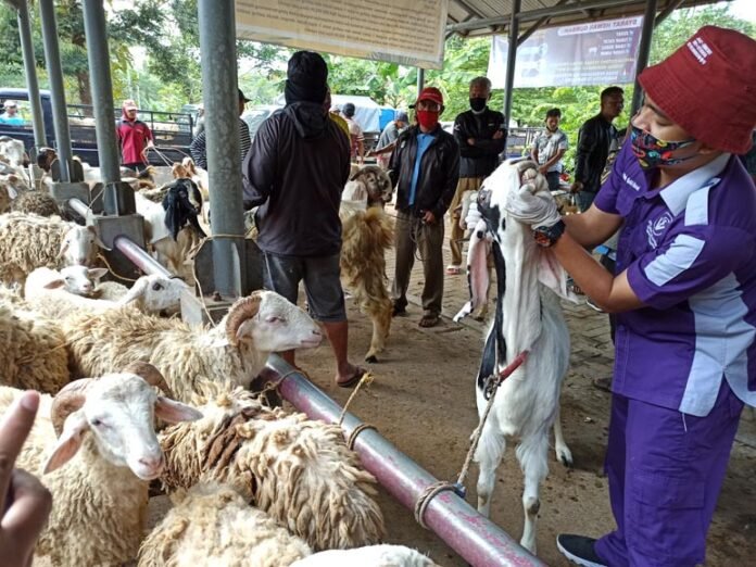 CEK. Petugas kesehatan hewan DKPP Temanggung melakukan pengecekan kesehatan hewan di pasar hewan, kemarin. (foto:setyo wuwuh/temanggung ekspres)