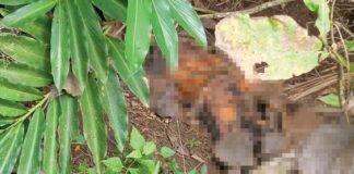 MAYAT. Sesosok mayat tanpa busana dan identitas ditemukan oleh seorang pencari rumput di semak-semak lereng Bukit Gupak Warak.