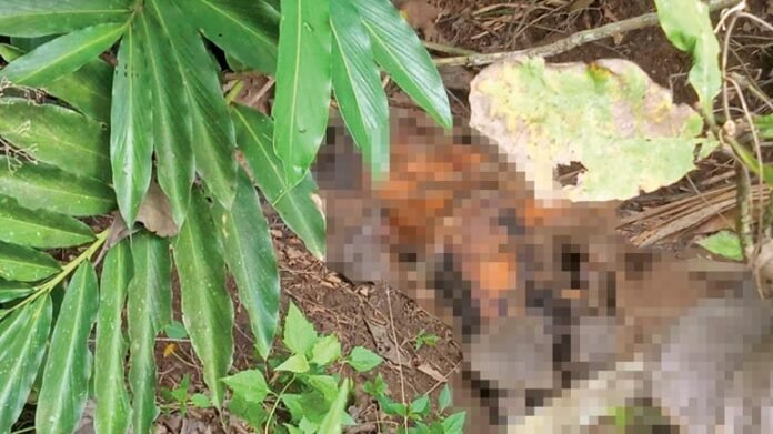 MAYAT. Sesosok mayat tanpa busana dan identitas ditemukan oleh seorang pencari rumput di semak-semak lereng Bukit Gupak Warak.
