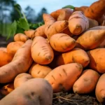 Jak stwierdzić nieświeżość słodkich ziemniaków – praktyczny przewodnik