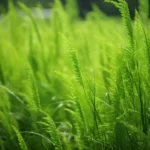 Skrzyp polny – naturalny wspomagacz zdrowia i urody
