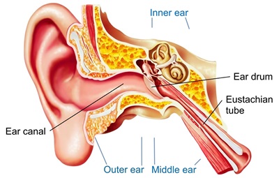 Ear Infection Middle Ear Symptoms Causes And Treatment Southern Cross Nz