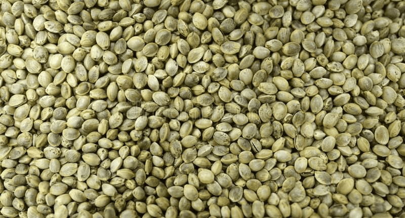 wholesale cannabis seeds