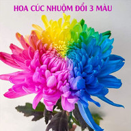 Dung Dịch Nhuộm Hoa Cắt Cành Đổi Màu (Combo 5 chai) theo Công Nghệ Israel giúp hoa nhuộm đổi màu theo ý muốn The Color Sodium for Fresh Flowers - 5 chai màu nhuộm hoa tươi lâu Israel thumbnail