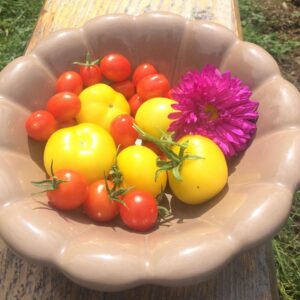 varietas unggul tomat