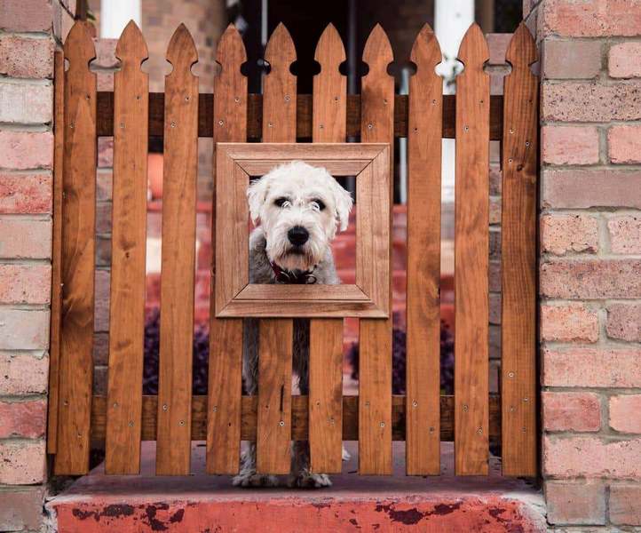 temporary dog fencing