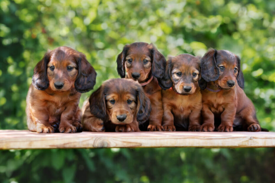 Group of Long Haired Dachshund