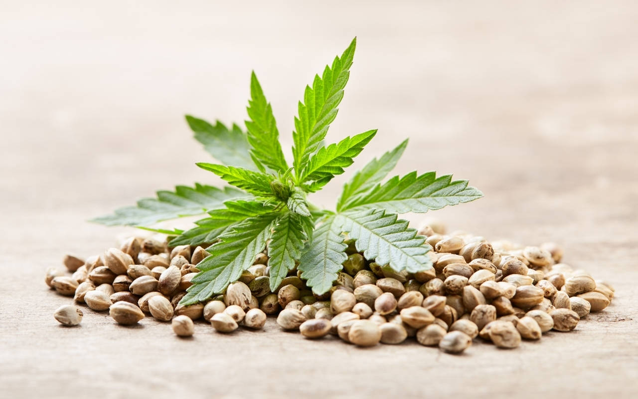 buy cannabis seeds online