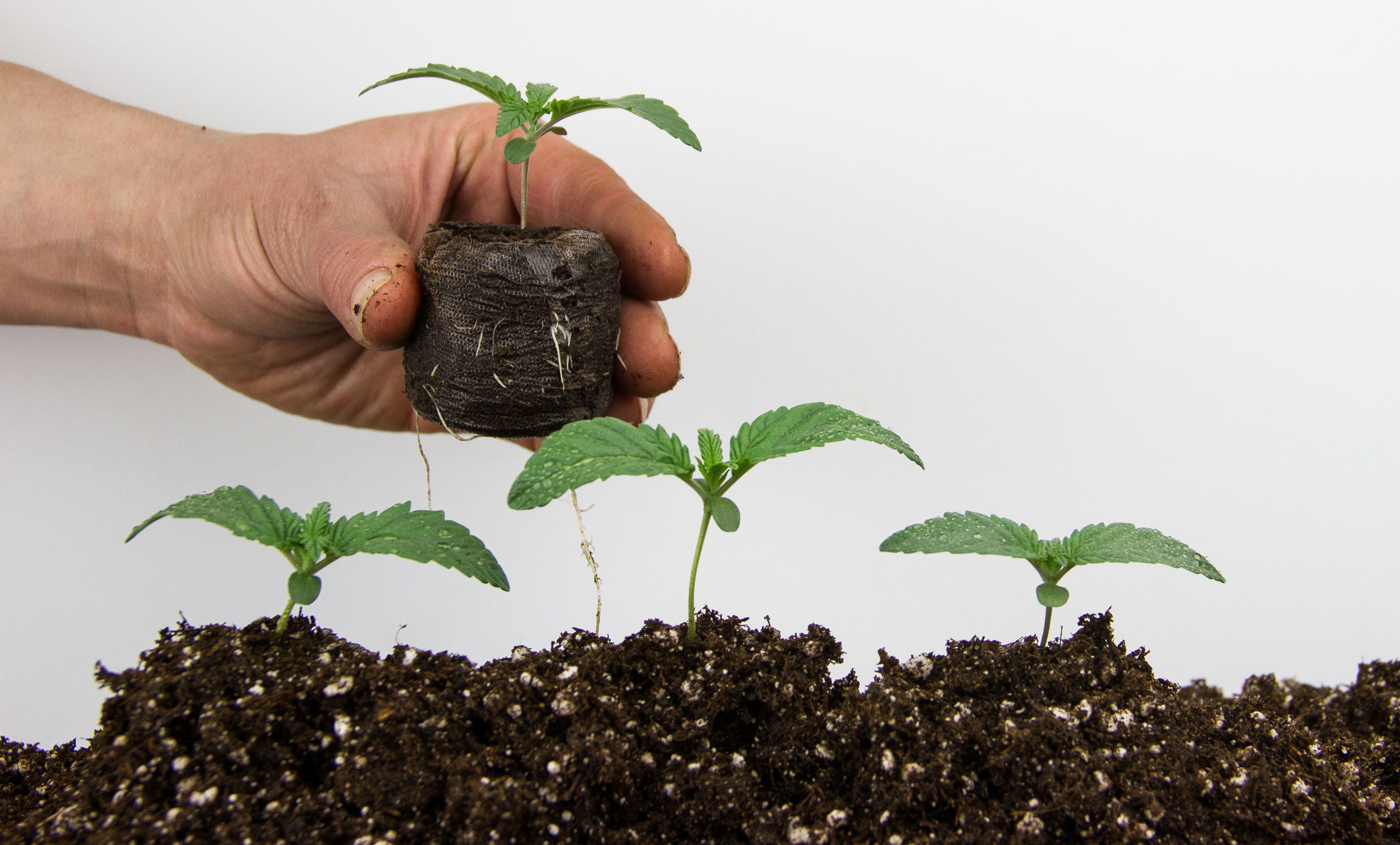 Germinating cannabis seeds