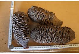 Banksia Nuts